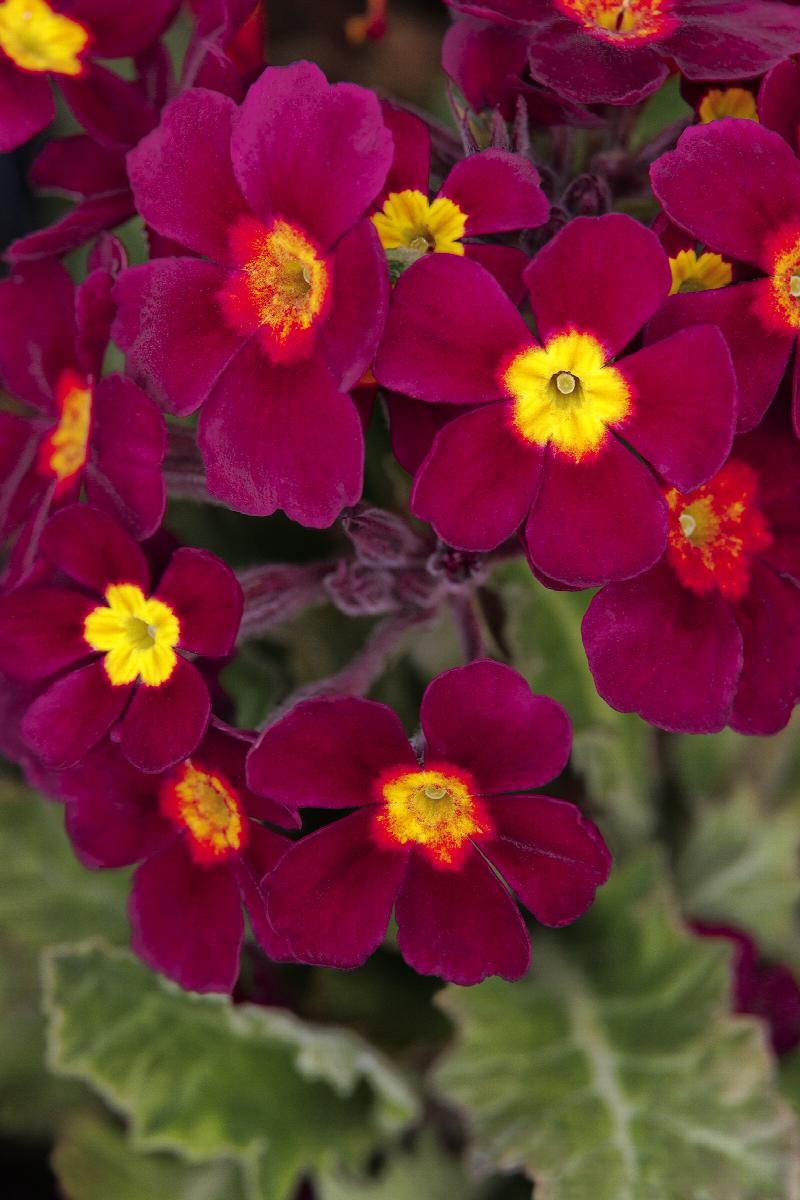 Primula 'Oakleaf Magenta'