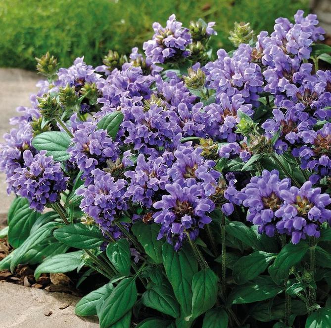 Prunella grandiflora 'Lacy Blue'