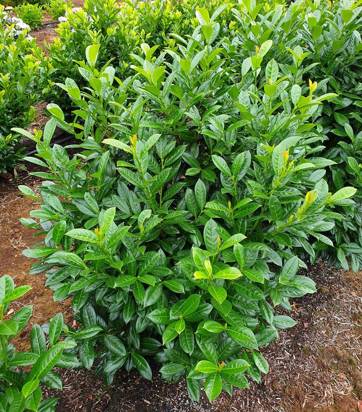 Prunus Greenfinity
