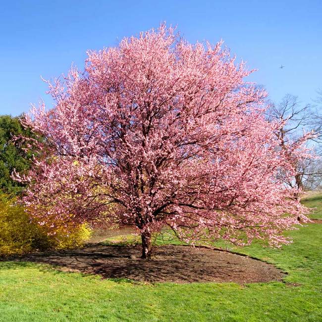 Prunus serrulata 'Kwanzan'