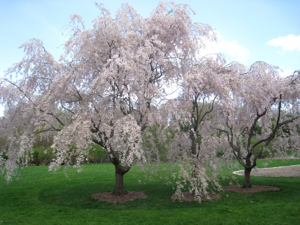 Prunus sub. 'Double Pendula'