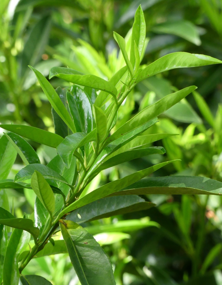 Prunus Skinny Skip