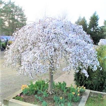 Prunus x 'Snow Fountain'