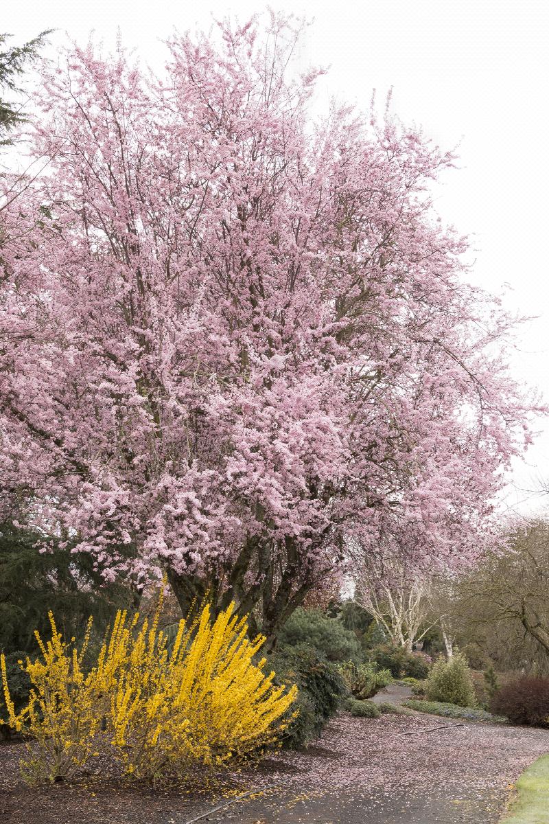 Prunus c. 'Thundercloud'