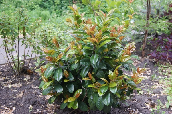 Prunus Volcano