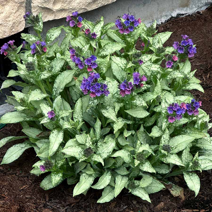 Pulmonaria Silver Scimitar