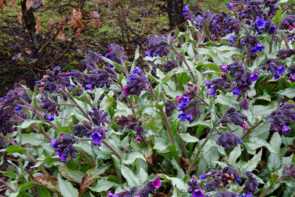 Pulmonaria 'Diana Clare'