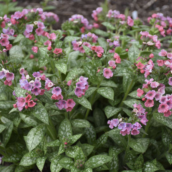 Pulmonaria 'Pretty in Pink'