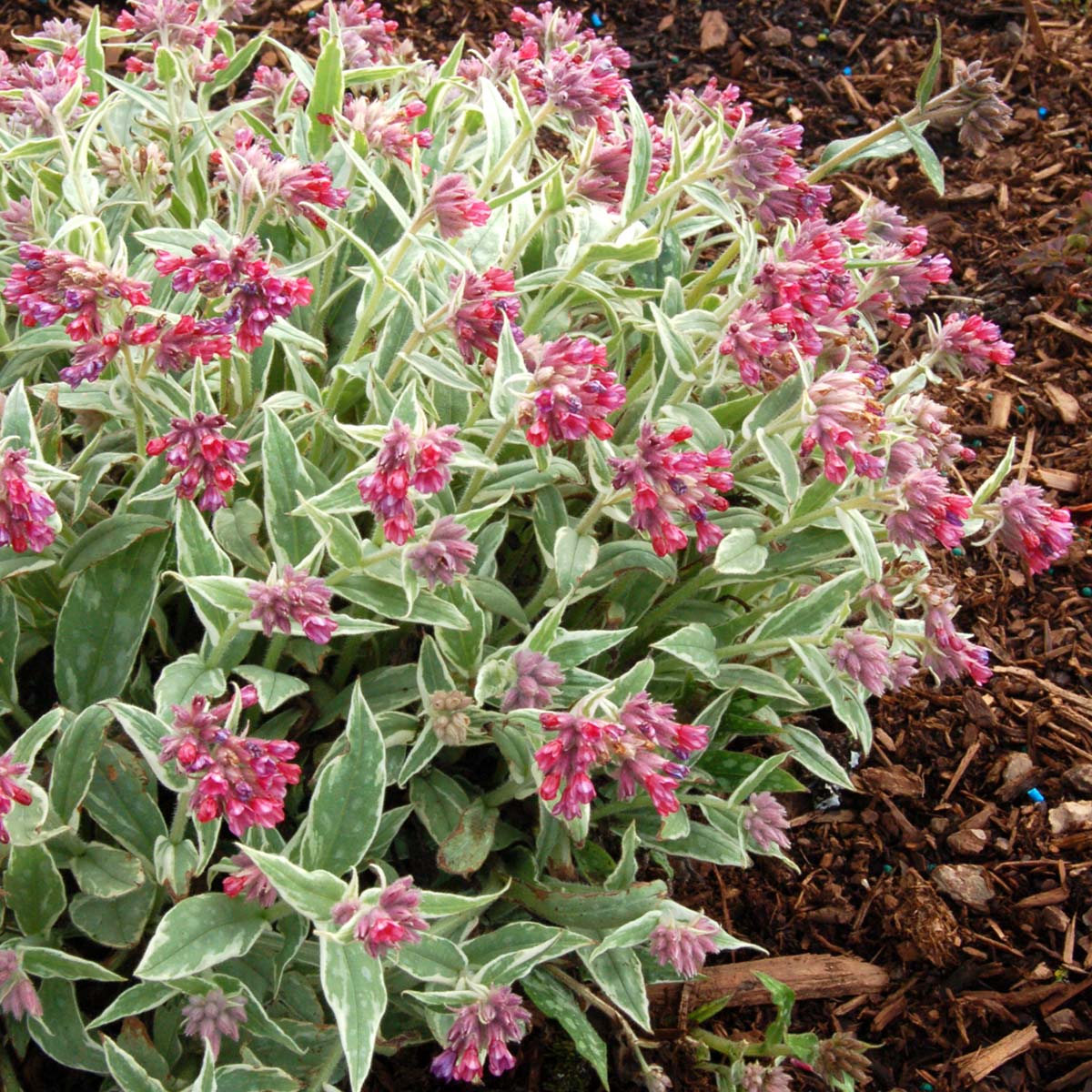 Pulmonaria 'Raspberry Frost'