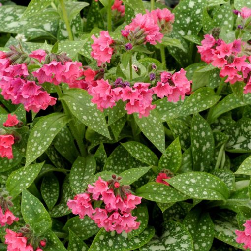 Pulmonaria 'Shrimps on the Barbie'