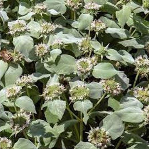 Pycnanthemum multicum