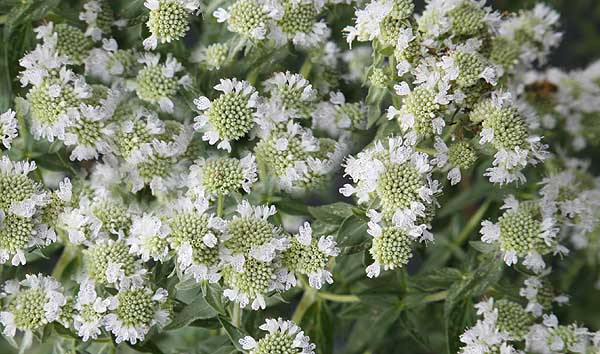 Pycnanthemum pilosum