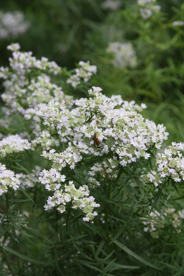Pycnanthemum Tenuifolium