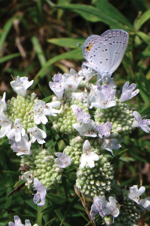 Pycnanthemum Virginianum