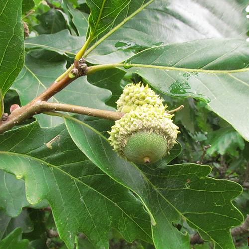 Quercus bicolor