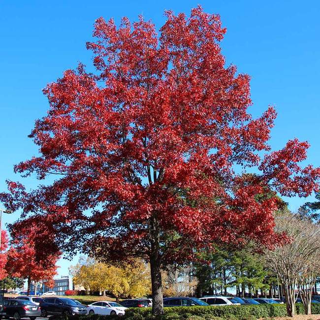 Quercus shumardii