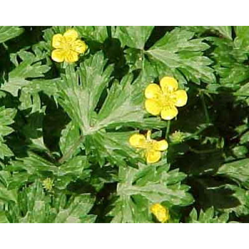 Ranunculus repens 'Buttered Popcorn'