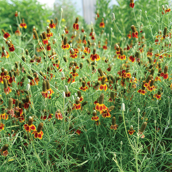 Ratibida columnifera 'Red Midget'