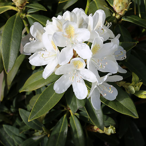 Rhododendron cat. 'Chionoides'