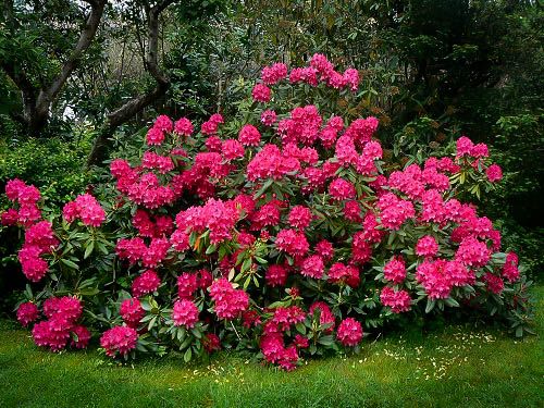 Rhododendron Nova Zembla