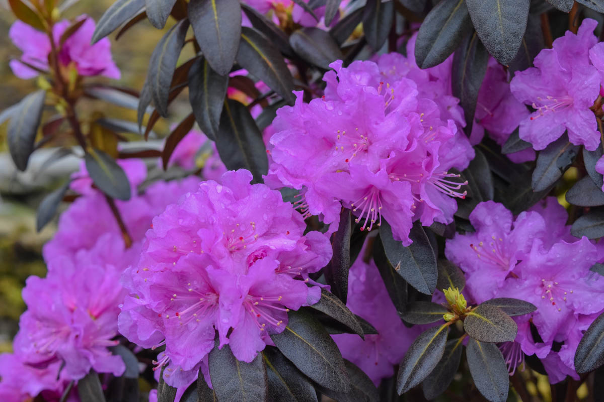 Rhododendron PJM