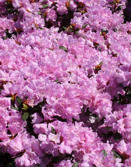 Rhododendron ‘PJM Pink Delight’