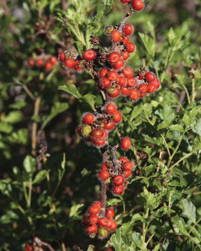 Rhus a. 'Lacette'