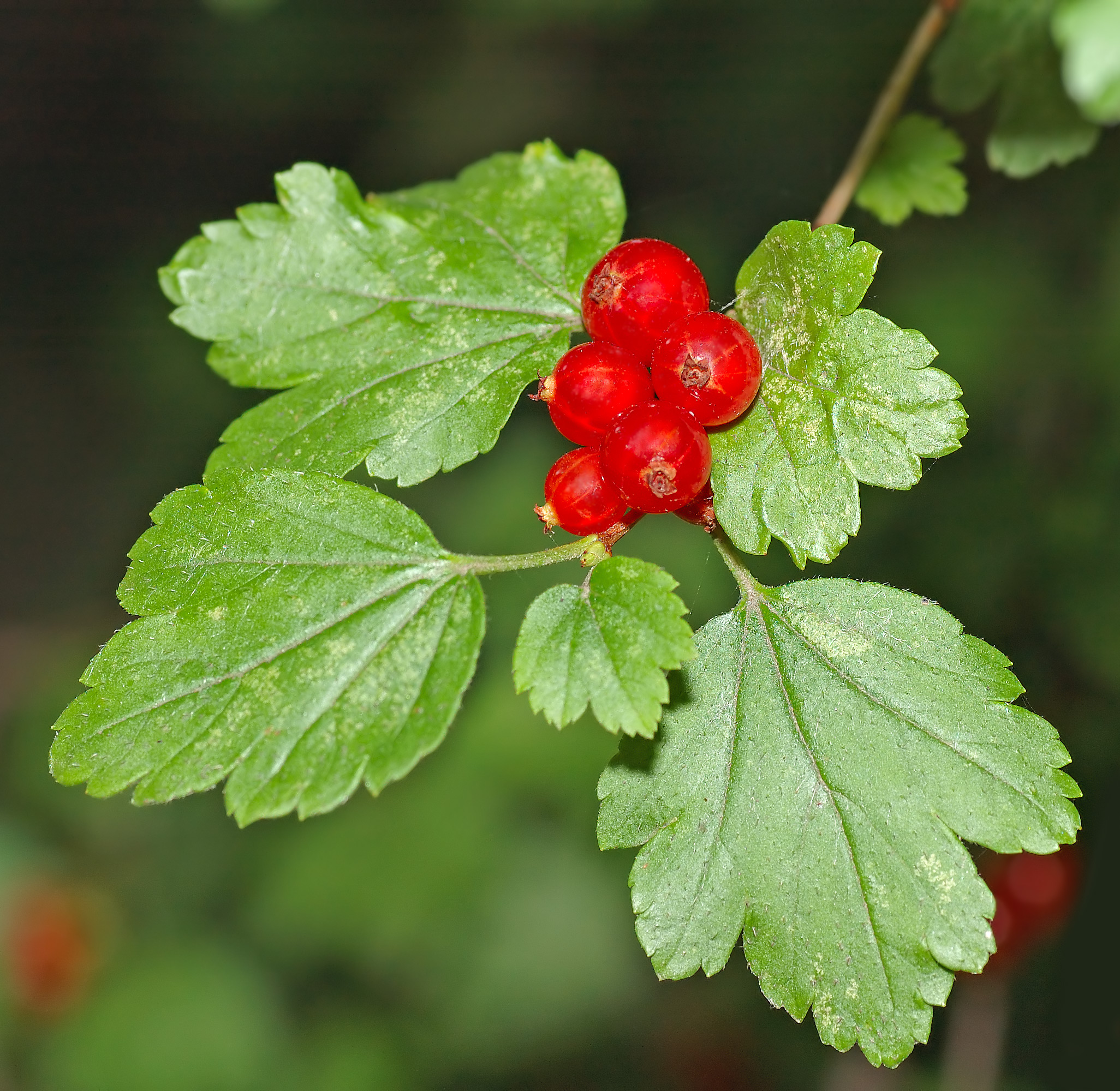 Ribes Alpinum