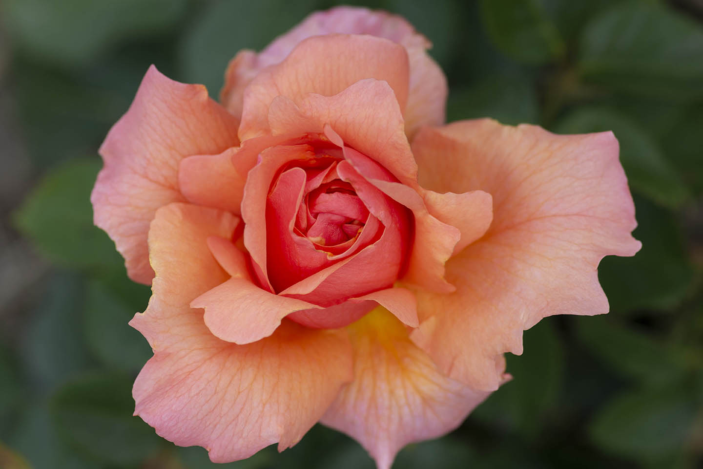 Rosa Apricot Candy