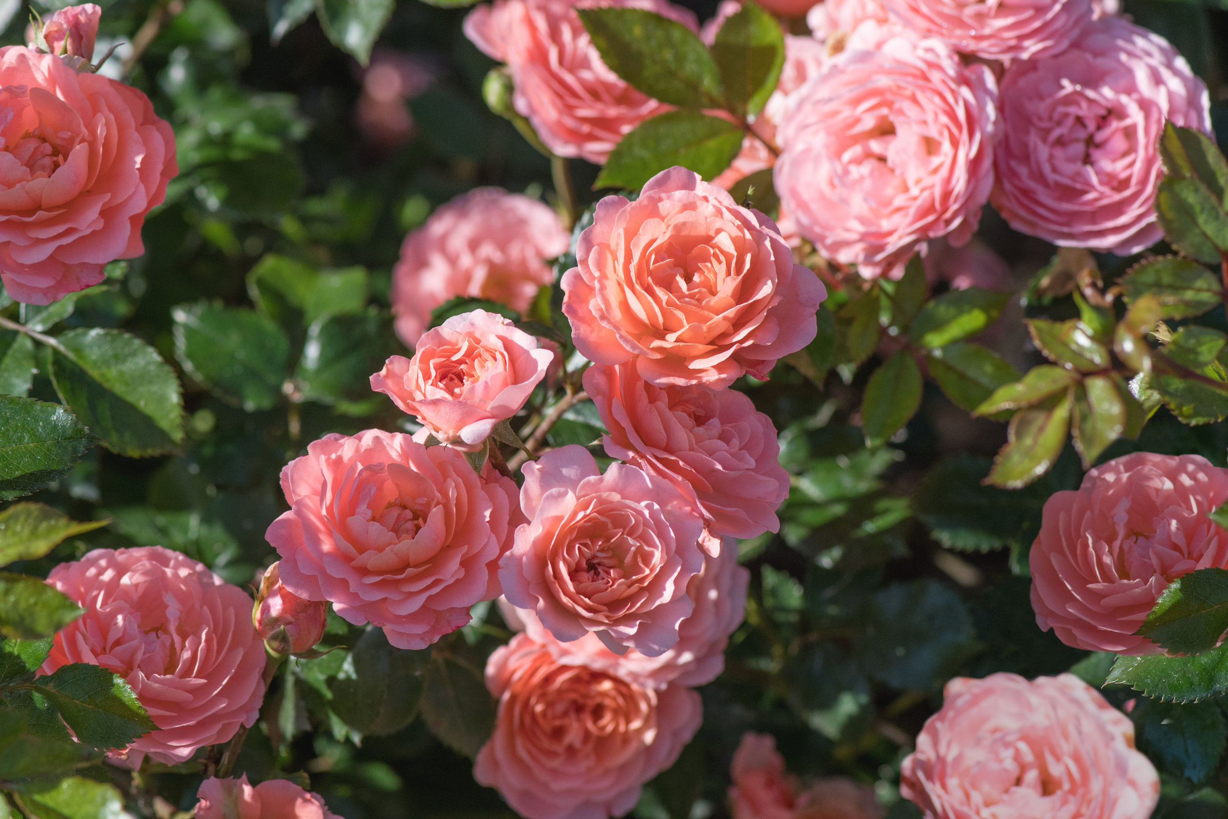 Rosa Drift Apricot