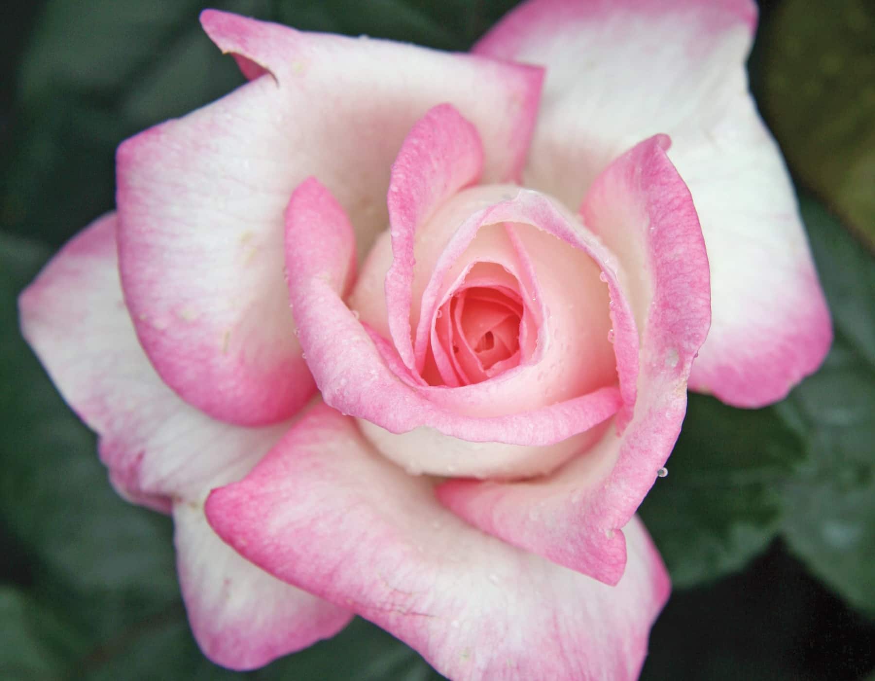 Rosa Best Kept Secret