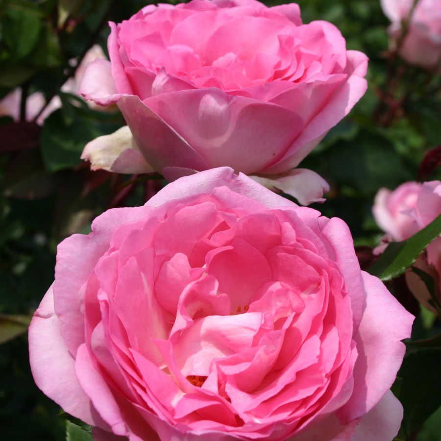 Rosa Beverly Eleganza