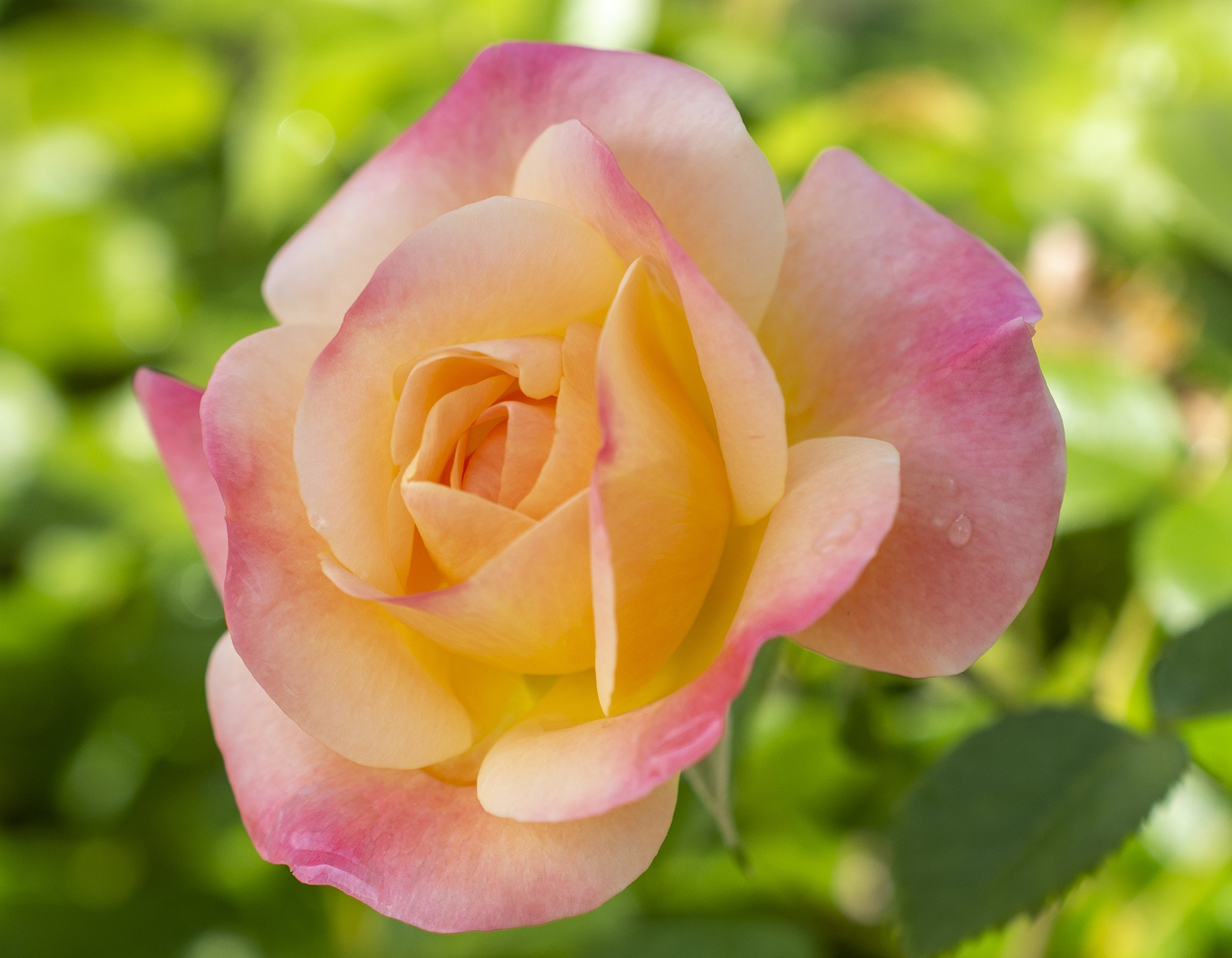 Rosa 'Bright & Shiny'