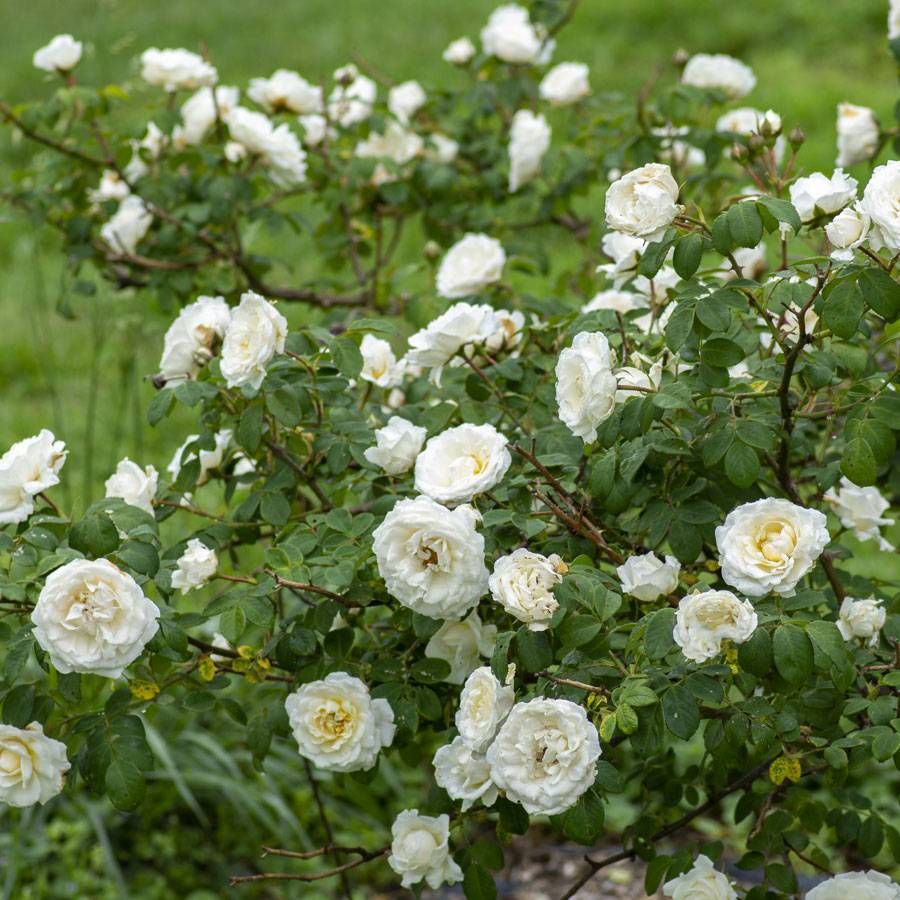 Rosa Cloud 10
