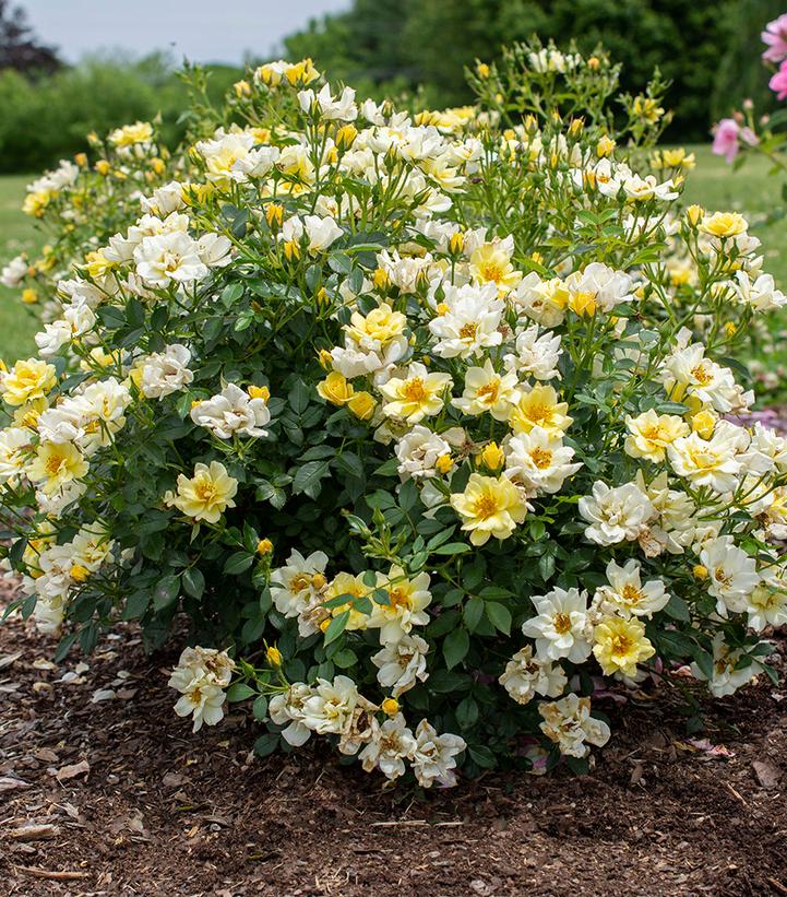 Rosa Drift 'Lemon'