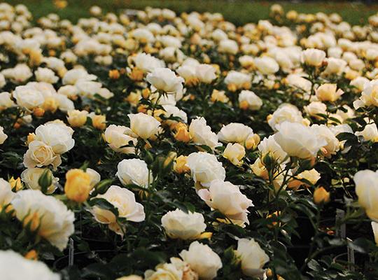 Rosa Drift 'Popcorn'