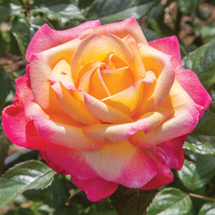 Rosa Enchanted Peace