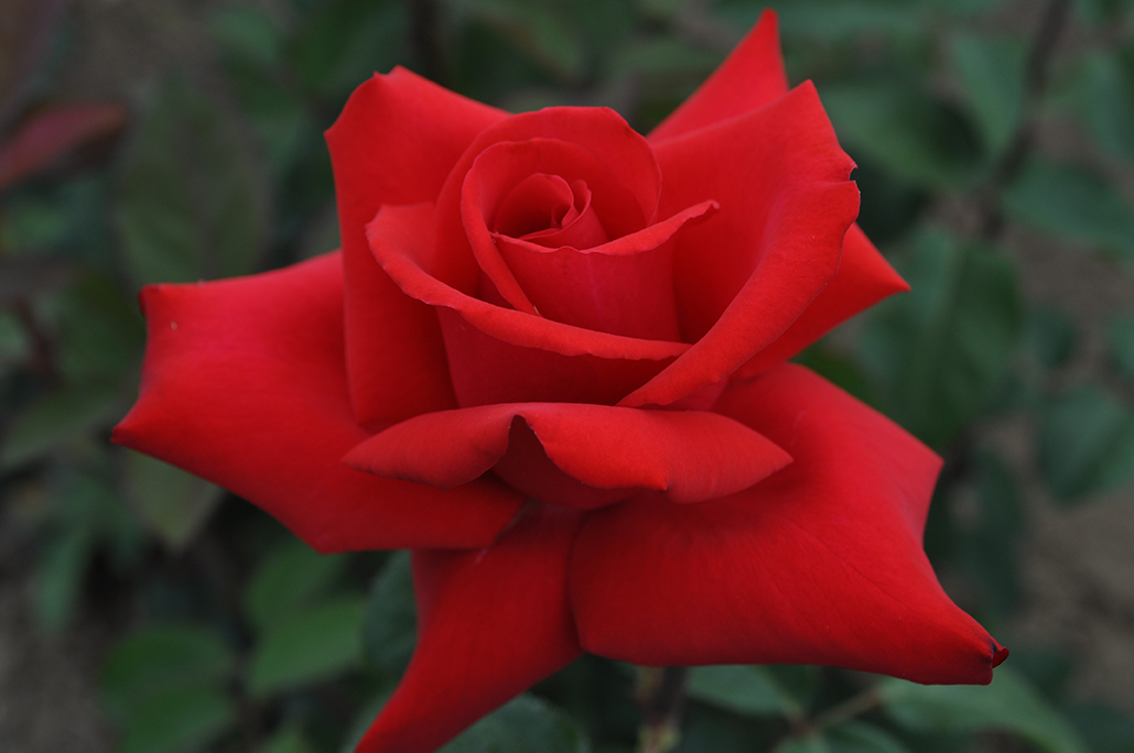 Rosa Grande Amore