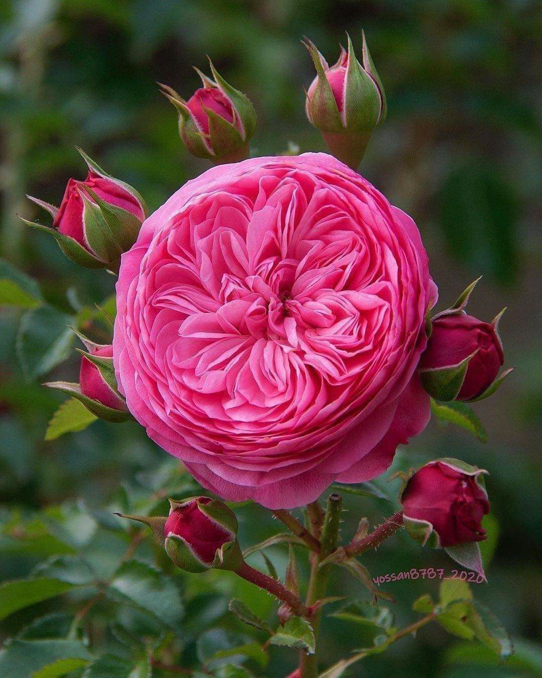 Rosa Leonardo da Vinci