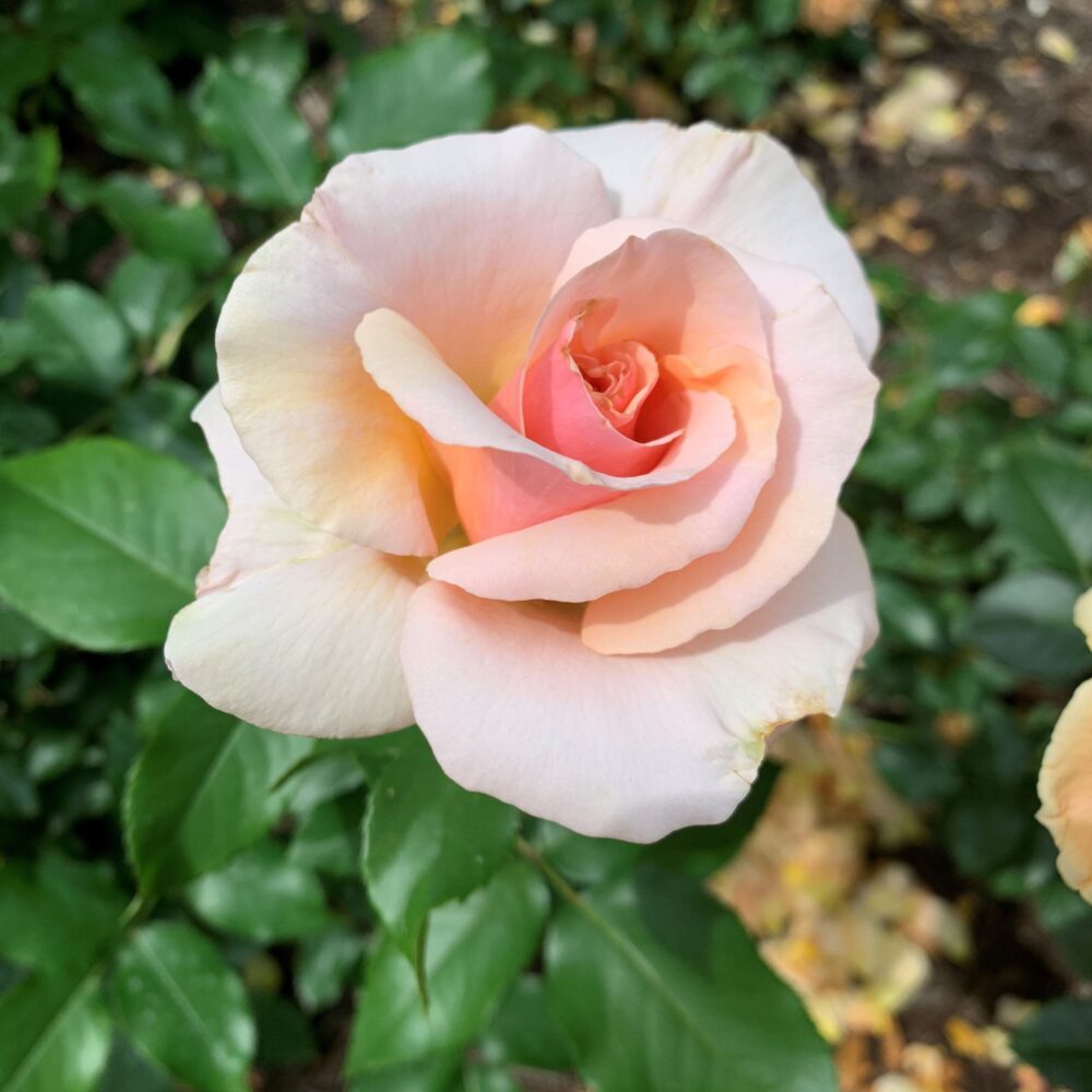 Rosa Mother of Pearl