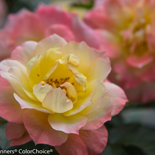 Rosa Oso Easy Italian Ice