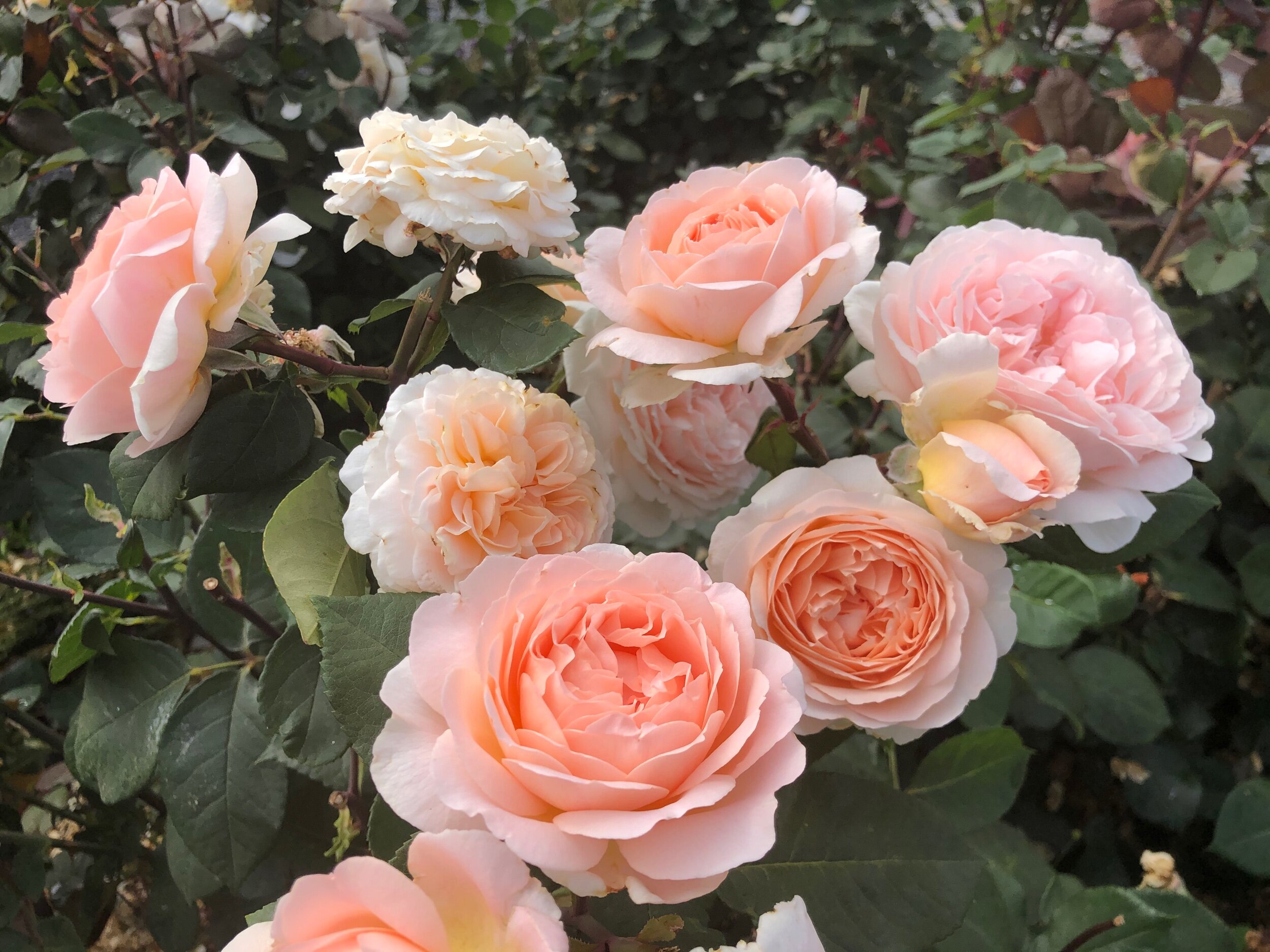 Rosa Parfuma Bliss