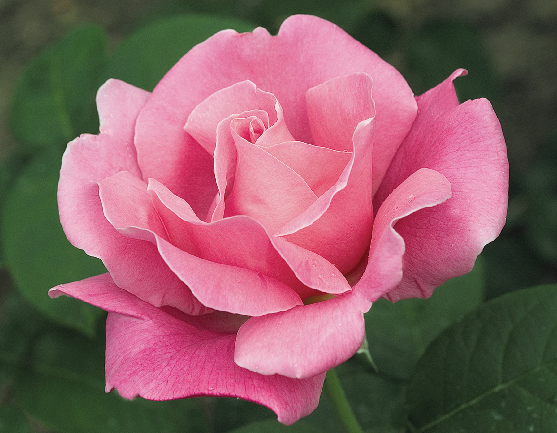 Rosa 'Perfume Delight'