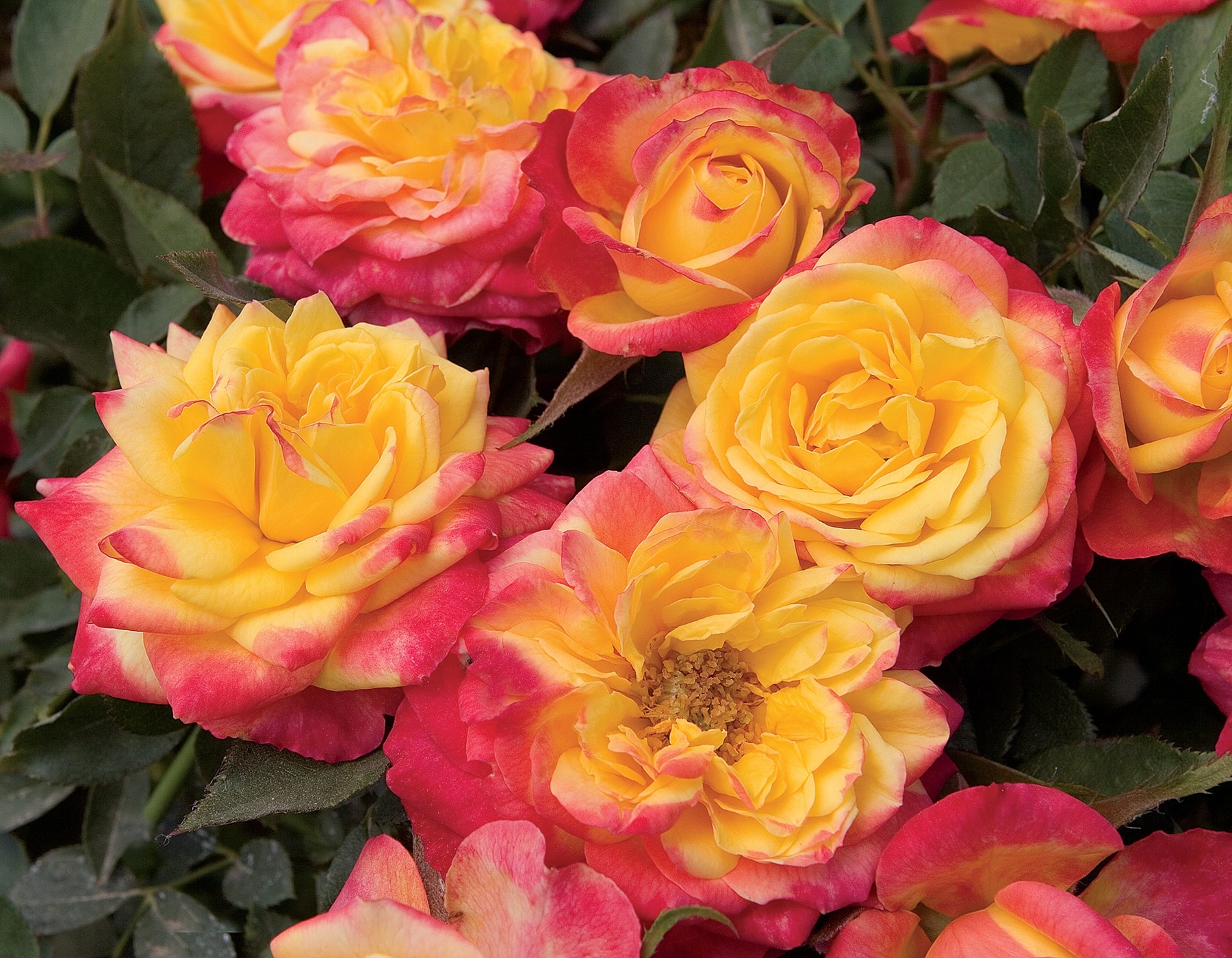 Rosa Sunblaze Rainbow