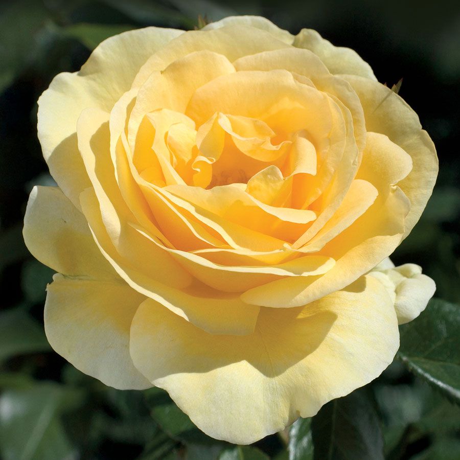 Rosa Sunshine Daydream