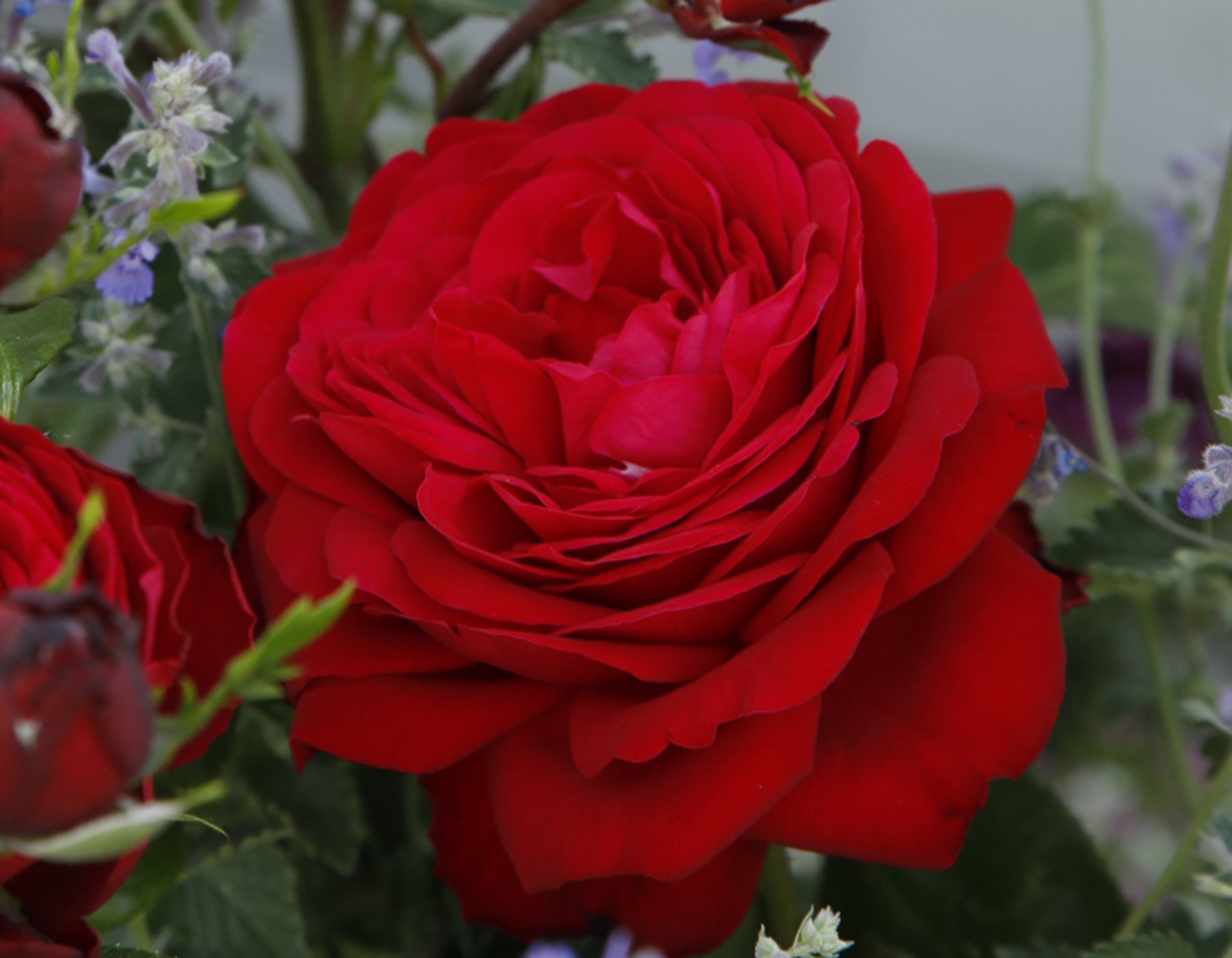 Rosa Tiamo