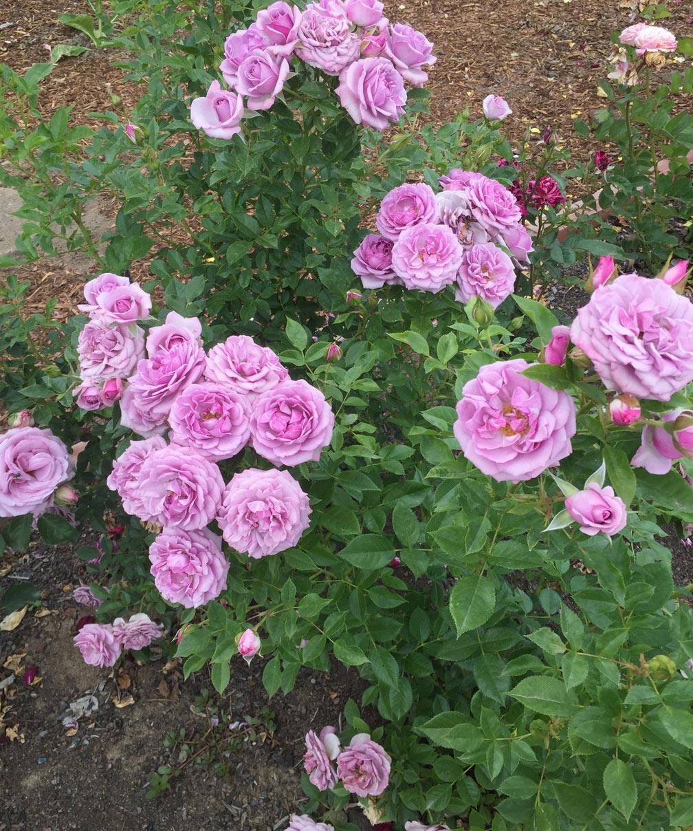 Rosa Veranda Lavender
