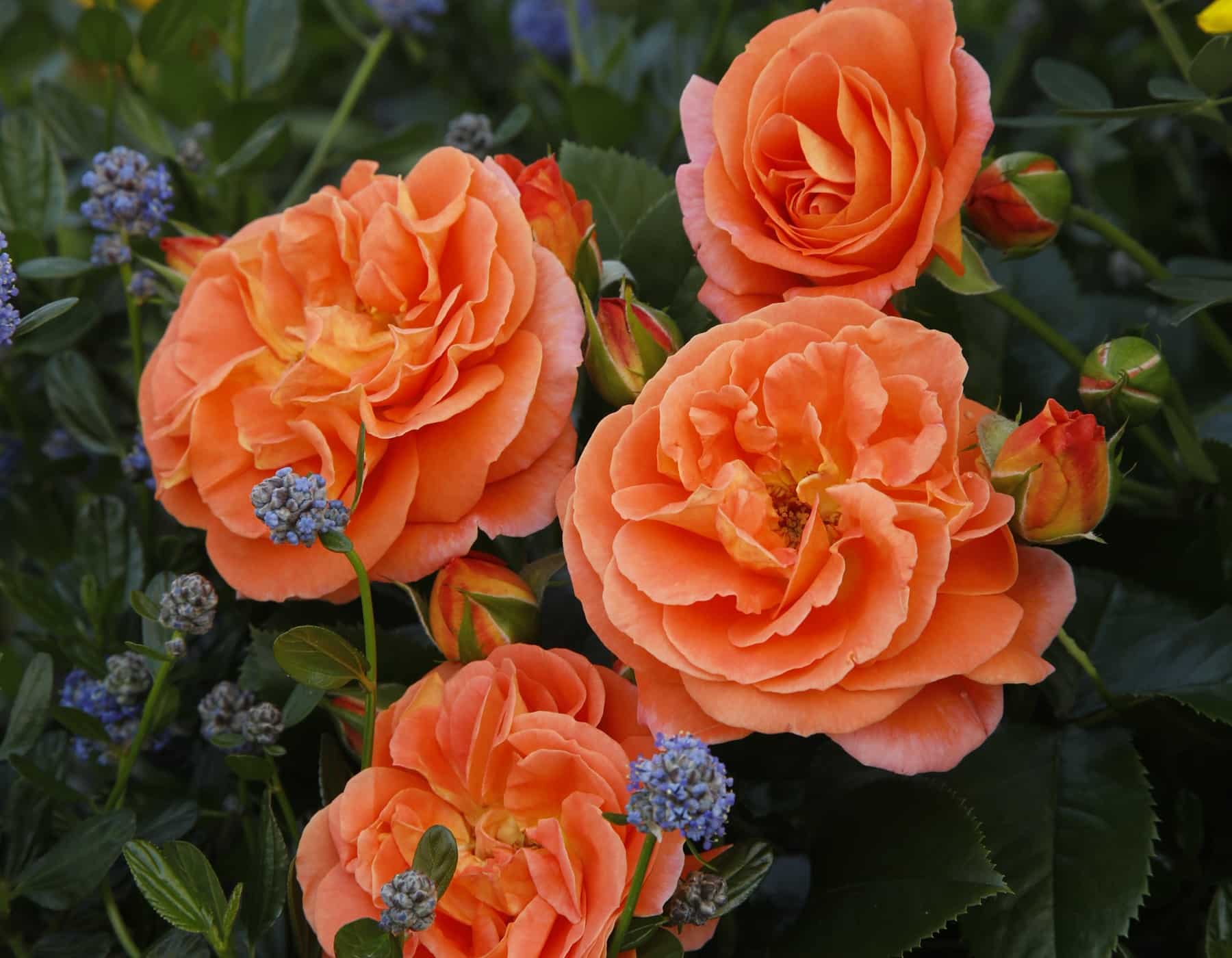 Rosa Veranda Mango