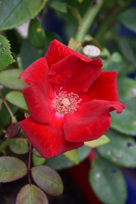Rosa Winners Circle