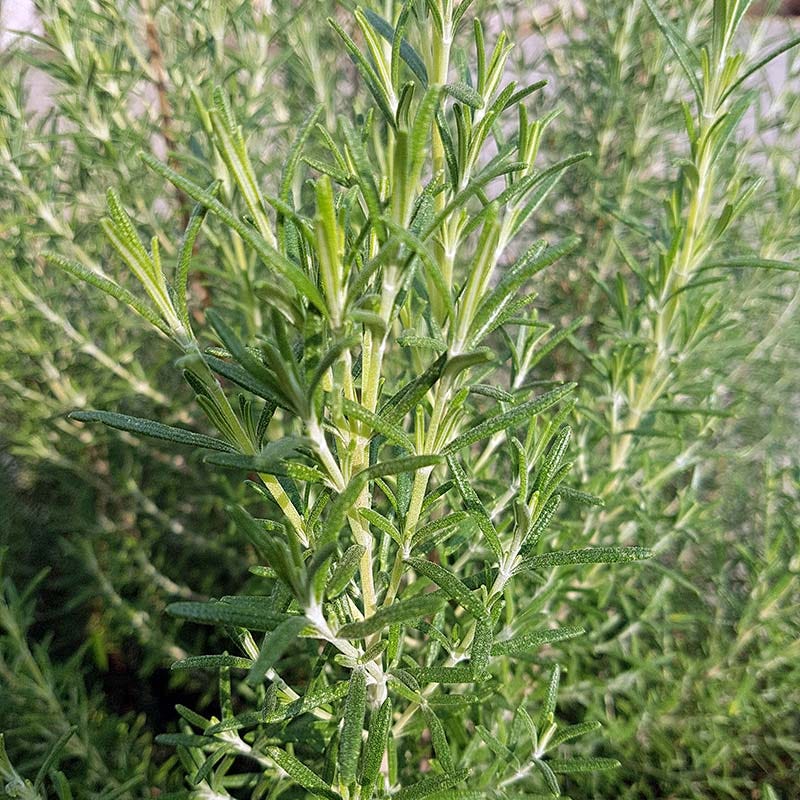 Rosemary - Rosmarinus 'Arp'